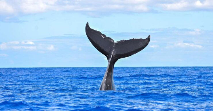 South Maui: Whale Watching Cruise Aboard Calypso - Whale Watching Experience