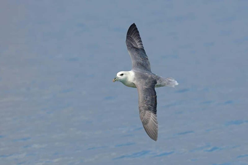 South Queensferry: Birdwatching Cruise with RSPB Guide - South Queensferry: Birdwatching Cruise with RSPB Guide — An In-Depth Review