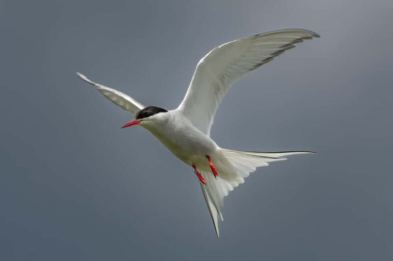 South Queensferry: Birdwatching Cruise with RSPB Guide - Good To Know