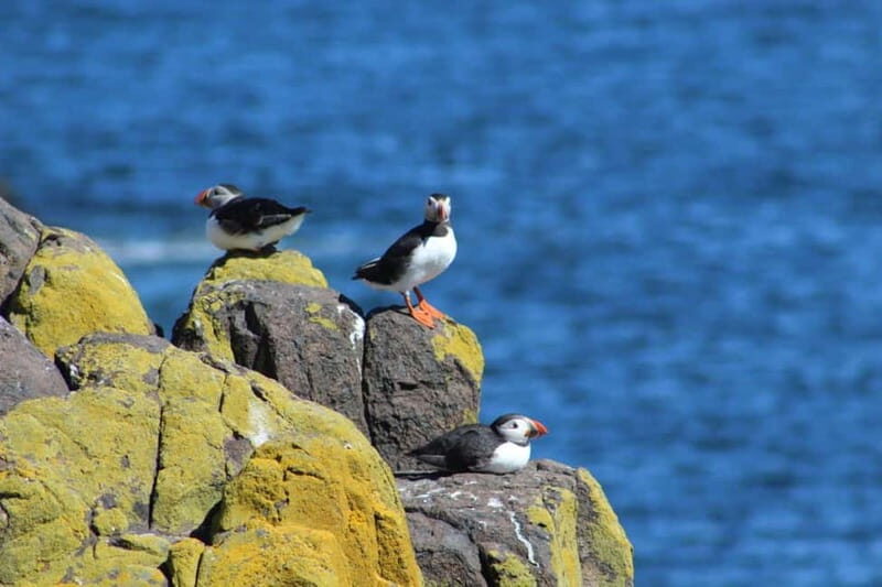 South Queensferry: Birdwatching Cruise with RSPB Guide - How Does the Tour Value Stack Up?