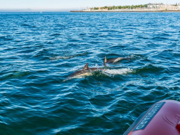 South Route: Dolphin Watching - Activity Overview