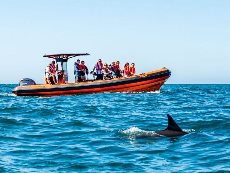 South Route: Dolphin Watching - Experience Highlights
