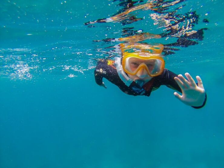 South Tenerife: Guided Snorkeling - Experience Highlights of South Tenerife Snorkeling