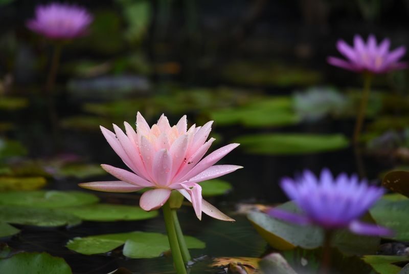 Southeast Botanical Gardens Admission Ticket (Okinawa) - Return after dark for the illuminations