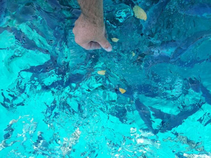 Southern Coast of Hvar & Pakleni Islands Tour - Tour Highlights