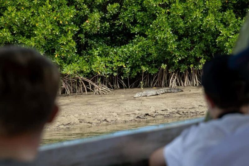 Southern Daintree Explorer Tour - Half Day - Good To Know