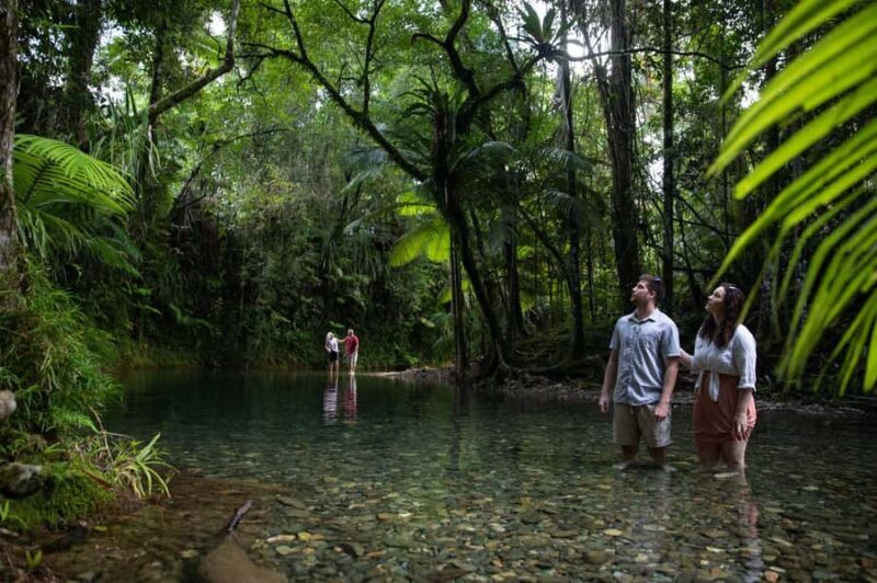 Southern Daintree Explorer Tour - Half Day - An In-Depth Look at the Southern Daintree Explorer Tour