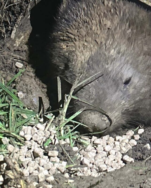 Southern Highlands: Nocturnal Wildlife Experience - Final Thoughts