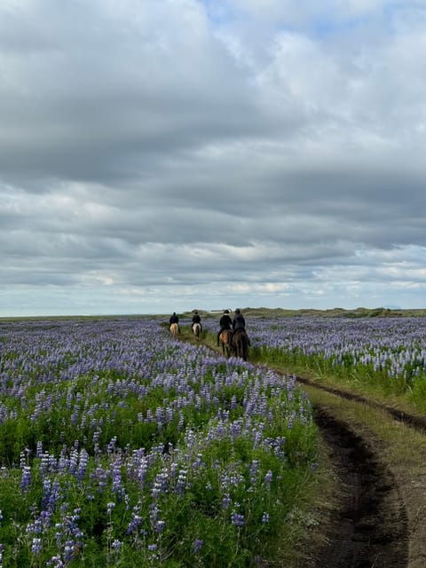 Southern Iceland: Black Beach Riding Tour - Good To Know