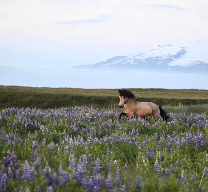 Southern Iceland: Black Beach Riding Tour - Highlights of the Experience