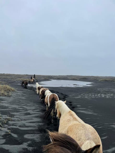 Southern Iceland: Black Beach Riding Tour - Meeting Point and Transportation