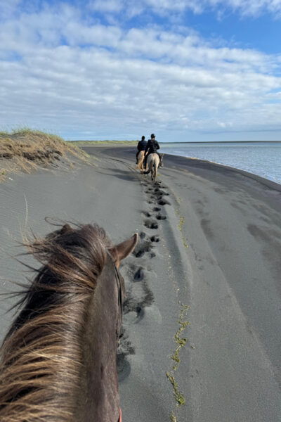 Southern Iceland: Black Beach Riding Tour - Customer Feedback