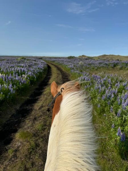 Southern Iceland: Black Beach Riding Tour - Frequently Asked Questions
