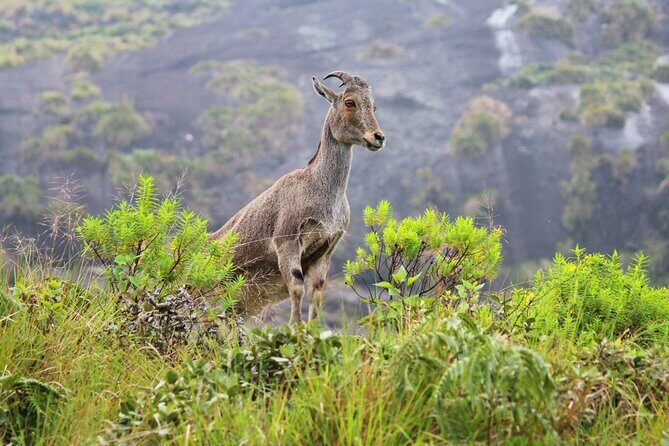 Southern India: Where Culture Meets Nature - Who This Tour Is Best For