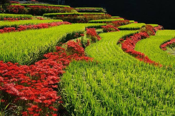 Southern Japan Experience by Intrepid Travel - 12 Days from Osaka - Mount Aso: rice terraces, crater country and a futon