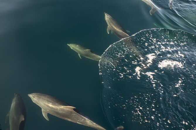 Southern Ocean Adventure From Victor Harbor - Additional Information
