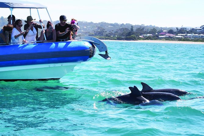 Southern Ocean Adventure From Victor Harbor - Wildlife Sightings