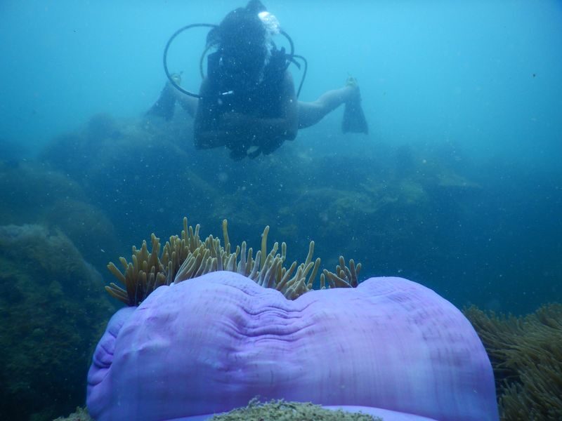 Southern Phu Quoc Scuba Diving Experience - What you may see below the surface