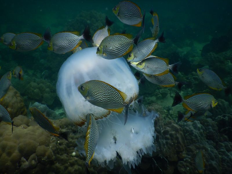Southern Phu Quoc Scuba Diving Experience - What the price includes, and what it does not