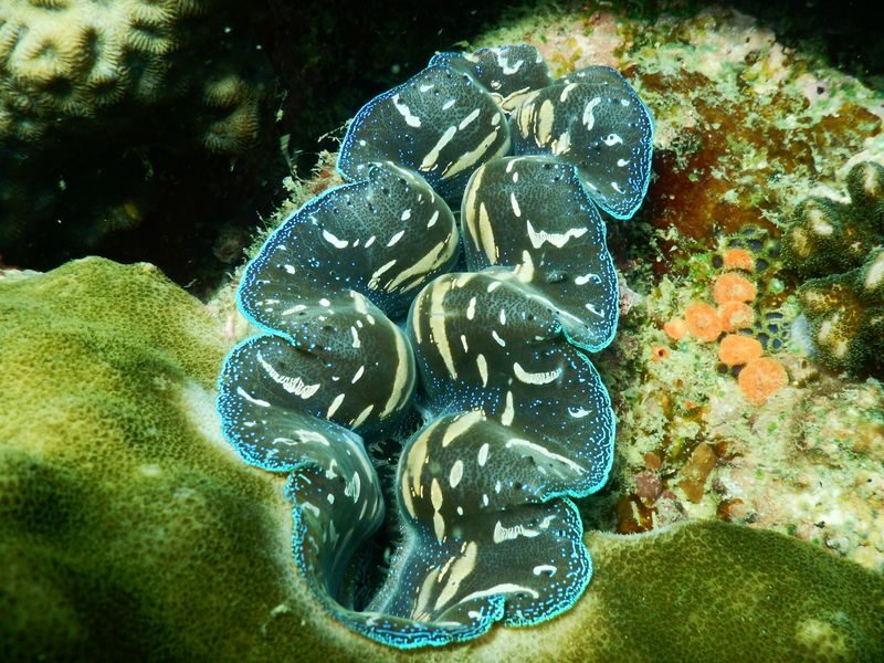 Southern Phu Quoc Scuba Diving Experience - Who should book this Phu Quoc experience?