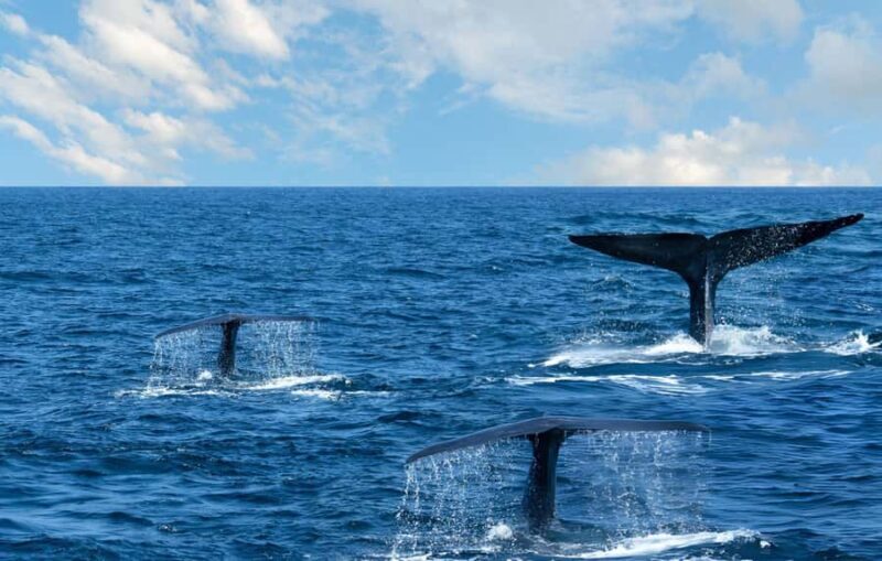 Southern Seas Discovery: Galle to Whale Watching Mirissa - Good To Know