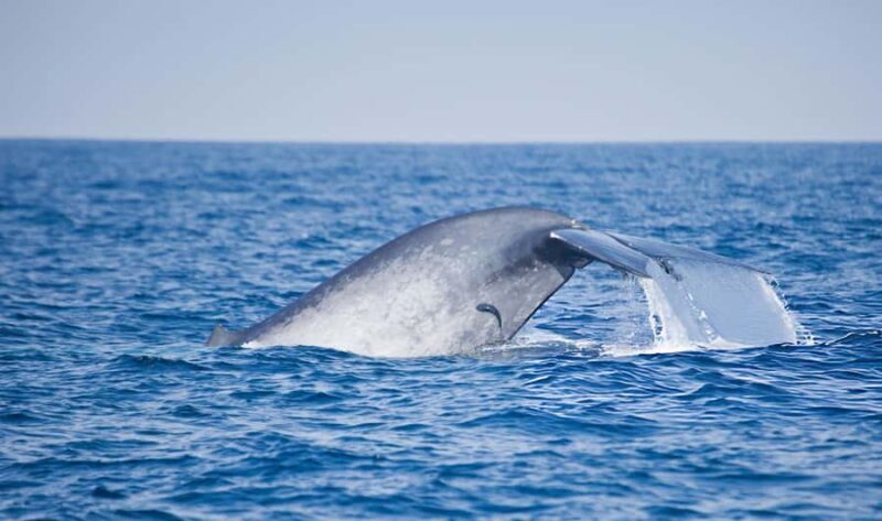 Southern Seas Discovery: Galle to Whale Watching Mirissa - An Honest Look at the Galle to Mirissa Whale Watching Tour