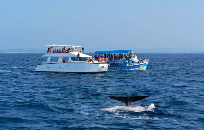 Southern Seas Discovery: Galle to Whale Watching Mirissa - Practical Details: What Really Matters