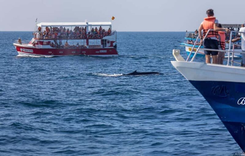 Southern Seas Discovery: Galle to Whale Watching Mirissa - The Sum Up