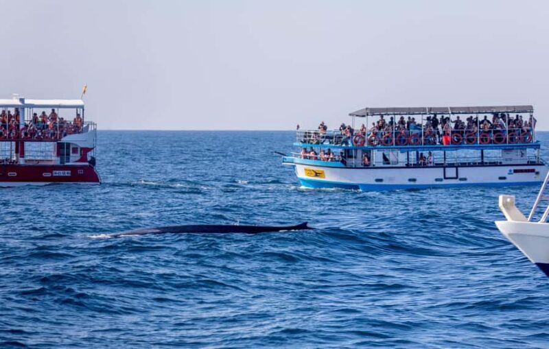 Southern Seas Discovery: Galle to Whale Watching Mirissa - An In-Depth Look at the Tour