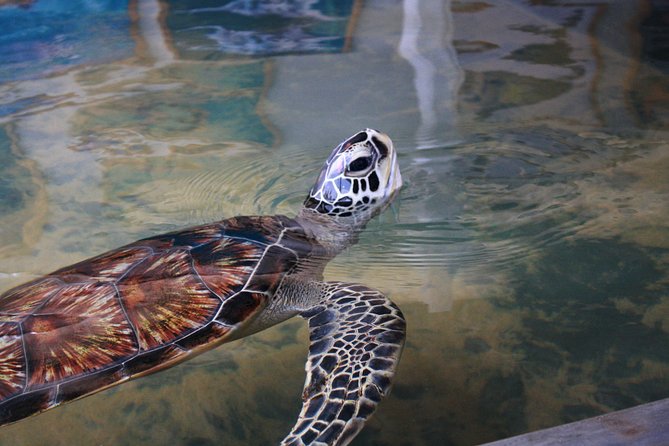 Southern Sri Lanka Sightseeing Day Trip From Colombo & Negombo - Highlights of Attractions and Experiences