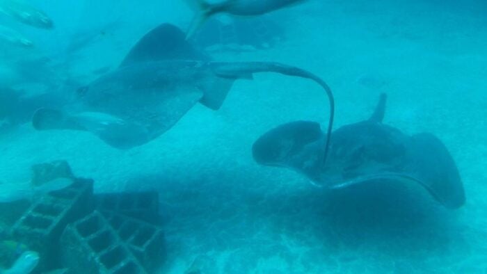 Southern Tenerife: 50-Minute Submarine Dive - Dive Times