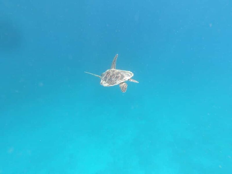 SouthWest Secret Gili,Gili Layar,Gili Gede&Gili Rengit - Good To Know