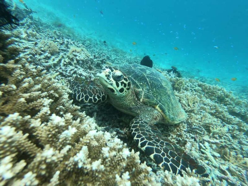 SouthWest Secret Gili,Gili Layar,Gili Gede&Gili Rengit - The Sum Up