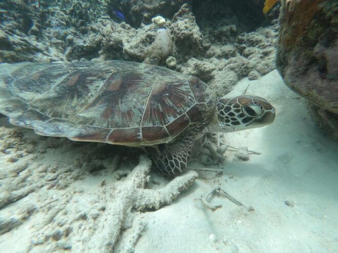SouthWest Secret Gili,Gili Layar,Gili Gede&Gili Rengit - Highlights and Experiences