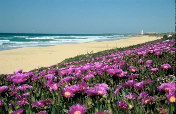 Spains Best Beaches: Day-Trip From Seville - Customer Feedback