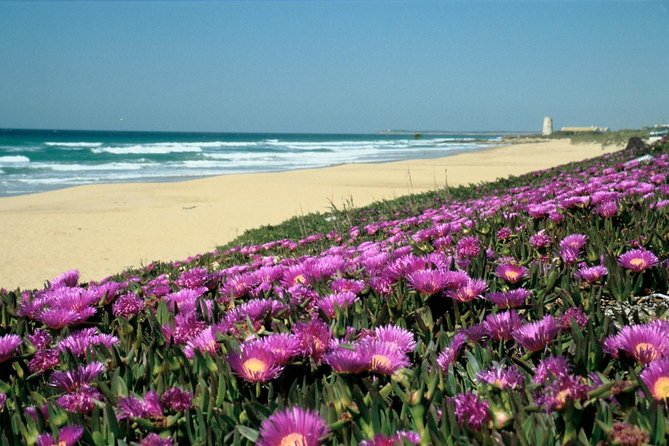 Spains Best Beaches Day Trip From Seville - Bolonia Beach