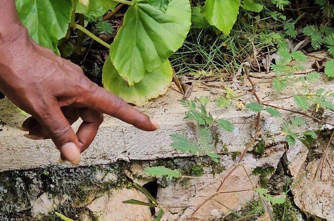 Spanish, French Full Day Tour in St Ann, Jamaica - Frequently Asked Questions