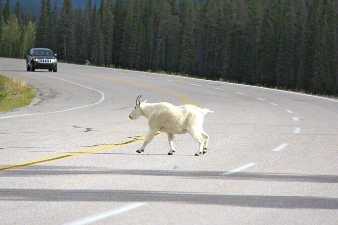 Spanish Private Tour to Banff and Lake Louise Canada from Calgary - The Itinerary: A Closer Look