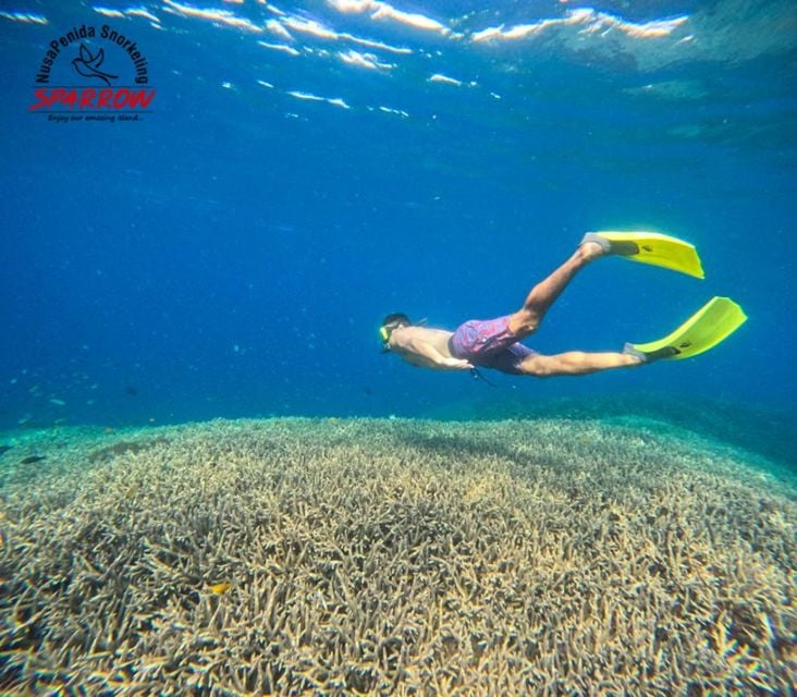 Sparrow Snorkeling - Booking Information for Sparrow Snorkeling