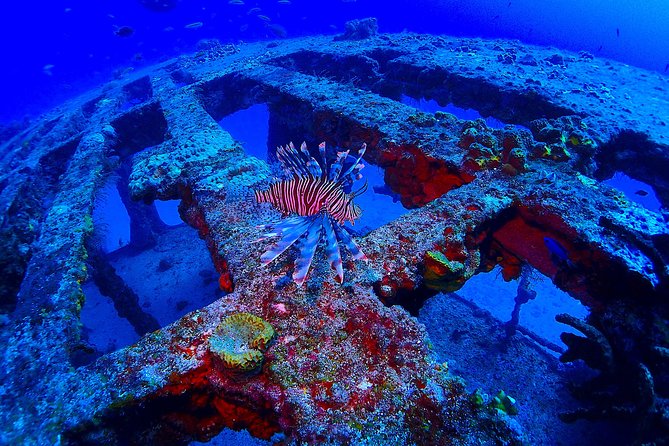 Special!! 2 Tank Wreck & Drift Reef Dives - Inclusions and Meeting Point