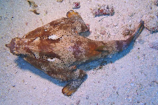 Special!! 2 Tank Wreck & Drift Reef Dives - Reviews and Ratings