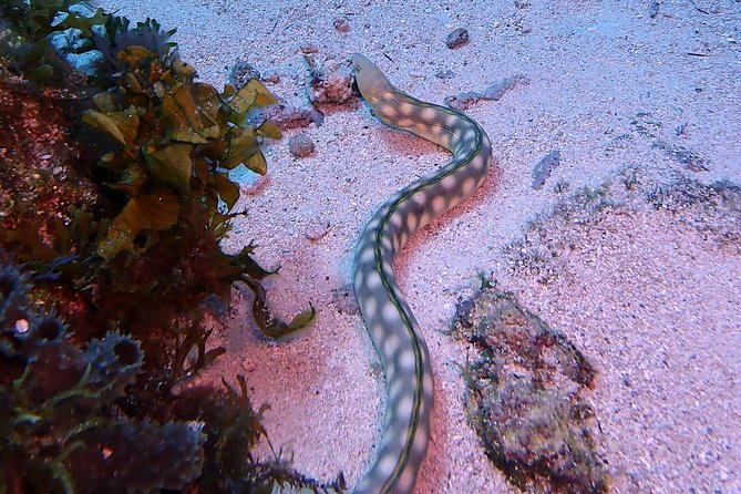 Special!! 2 Tank Wreck & Drift Reef Dives - Common Questions