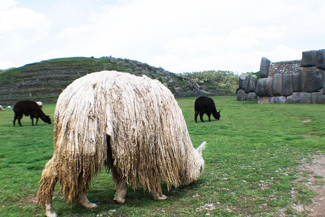 Special - Cusco City Tour - Private Experience - Pricing and Packages
