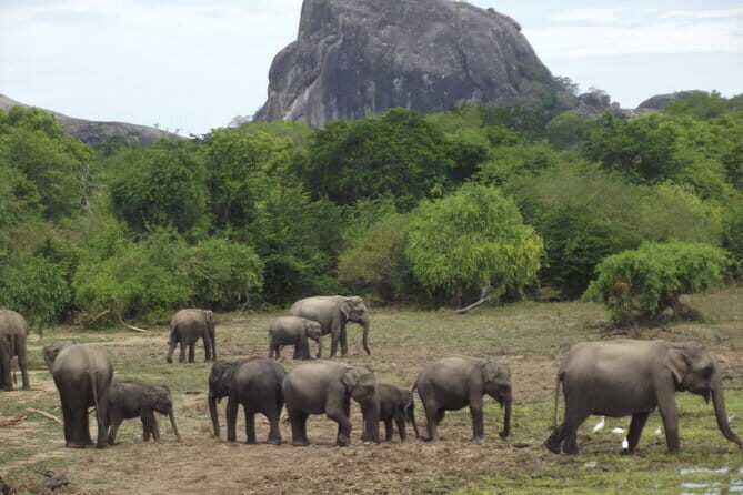 Special Elephants Safari from hambantota Port - Introducing the Special Elephants Safari from Hambantota Port