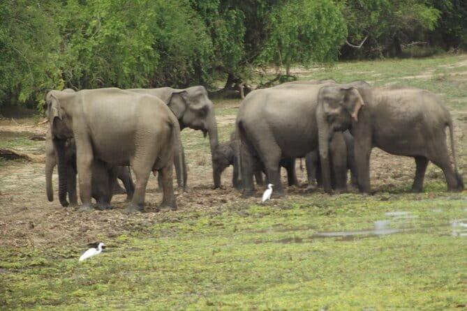 Special Elephants Safari from hambantota Port - Exploring the Yala National Park Safari Experience