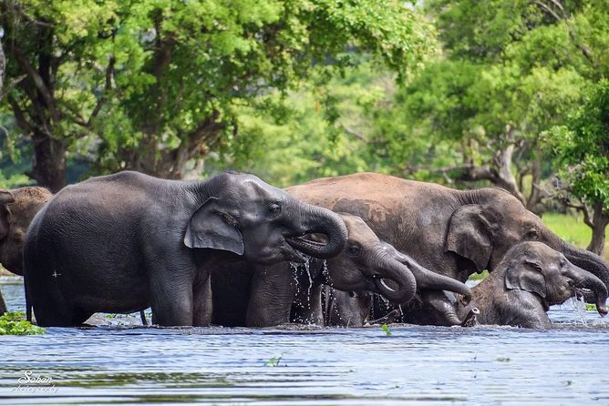 Special Half Day Yala Safari With Guide - Overview and Tour Details