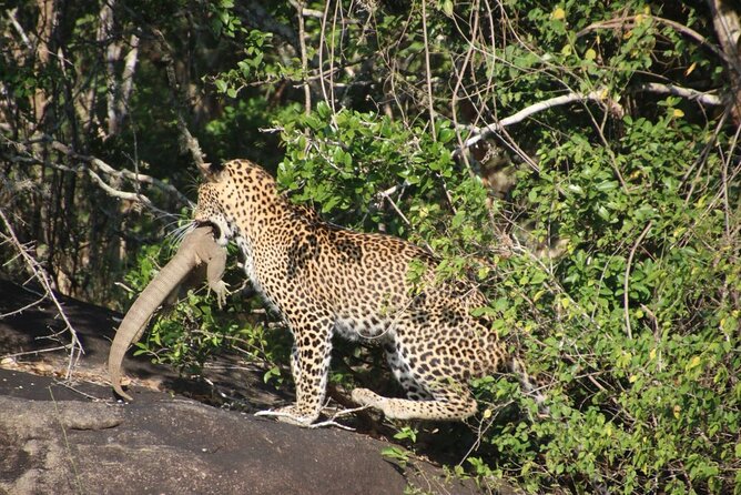 Special Leopard Safari in Yala National Park - 04.00 Am to 11.30 Am - The Elusive Leopard: Discover the Majestic Big Cats of Yala National Park