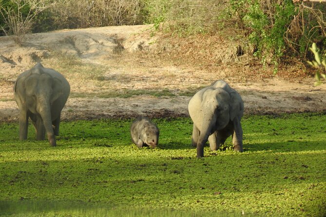 Special Leopard Safari -Pick up and Drop Ella, Tangalle, Mirissa - Overview and Inclusions