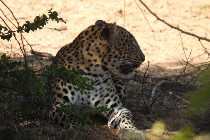 Special Leopard Safari -Pick up and Drop Ella, Tangalle, Mirissa - Park Entry and Safari Jeep