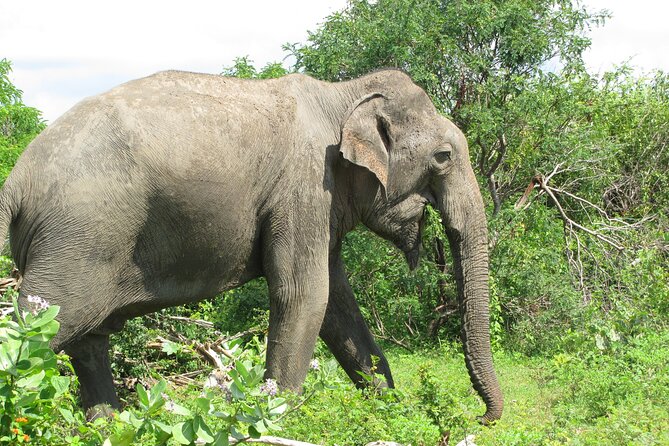Special Leopard Safari -Pick up and Drop Ella, Tangalle, Mirissa - Refreshments and Snacks Provided